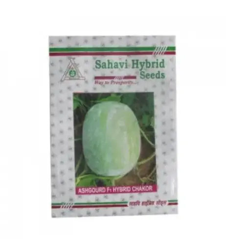 Ash Gourd Hybrid Chakor (Oblong Type) 100 grams