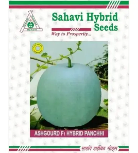 Ash Gourd Hybrid Panchhi (Round Type) 100 grams